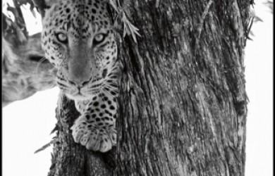 David Gulden's magnificent ode to the Africa he loves. His book The Centre Cannot Hold.